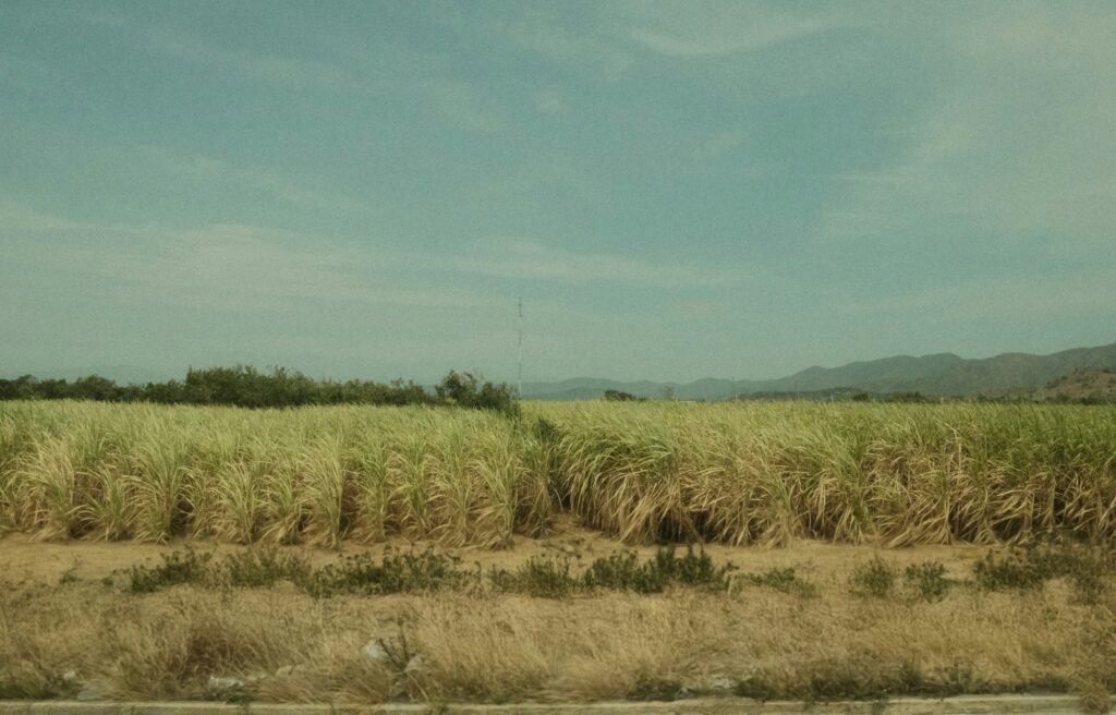 Sugarcane field