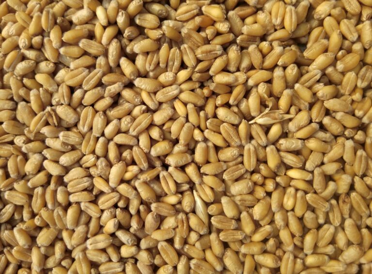 Milling wheat grain